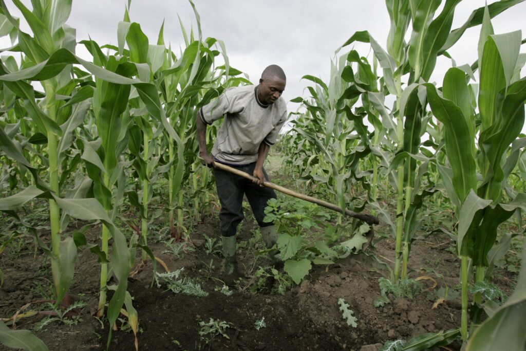 CHIGWERE Agriculture Launches New Farming Initiative